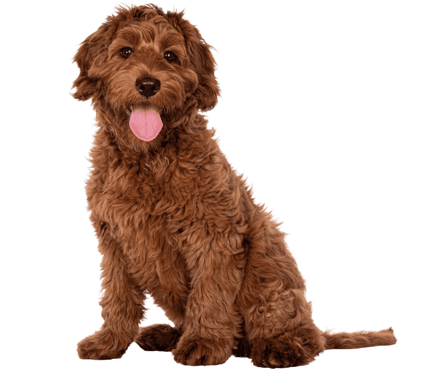 Brown dog