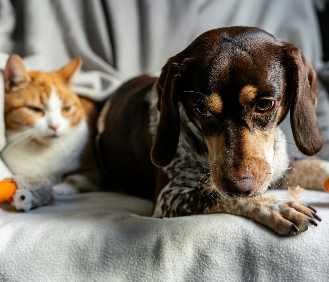 A brown and white dog rests its head on a blanket next to an orange and white cat, with toys scattered around them.