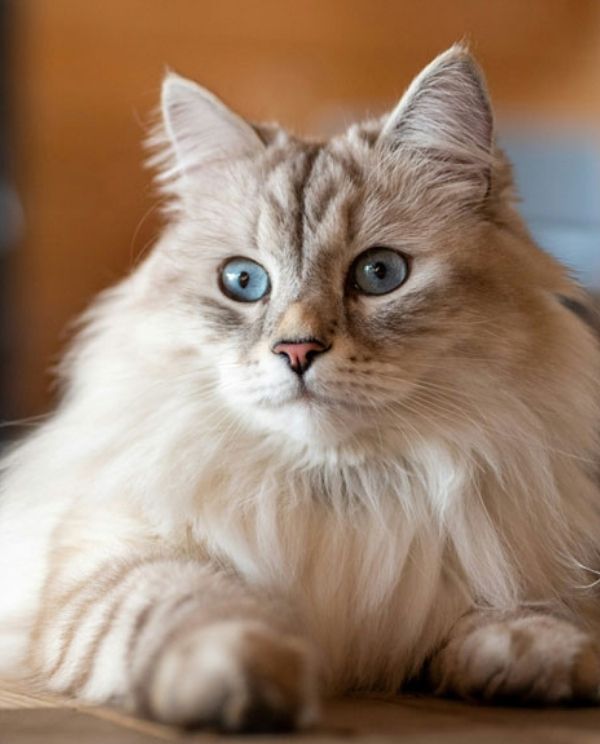 A fluffy cat with striking blue eyes and light brown markings lies on a wooden surface.