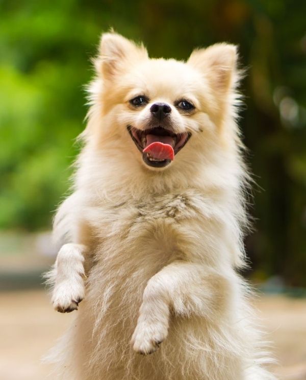 A fluffy light-colored dog stands on its hind legs with its tongue out and mouth open, looking happy. The background is blurred green foliage.