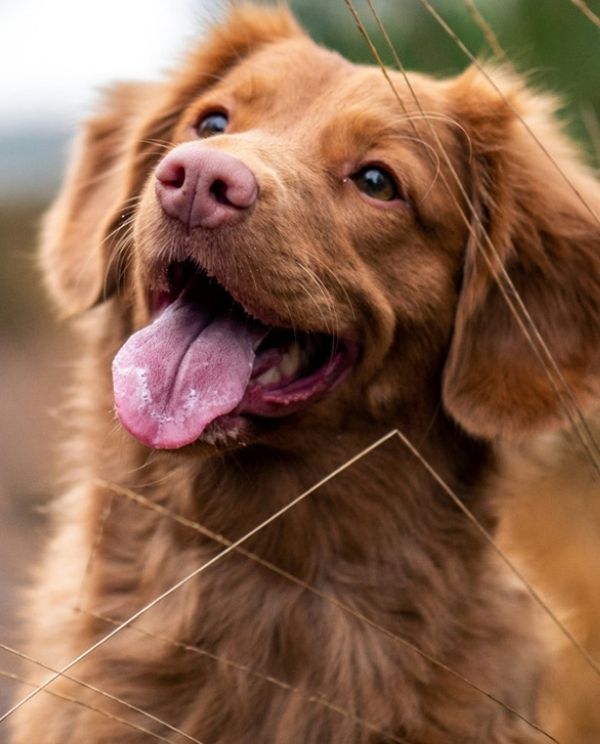 A close-up of a brown Nova Scotia Duck Tolling Retriever with its tongue hanging out, surrounded by dry grass.
