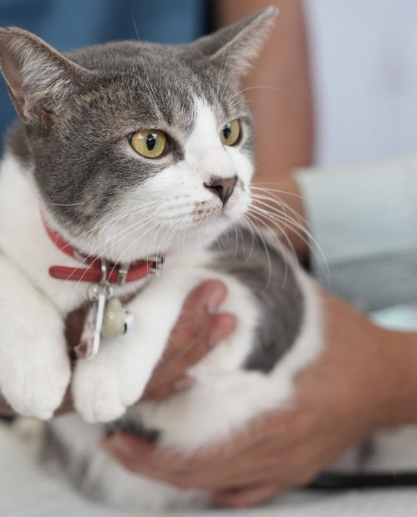 A gray and white cat with yellow eyes wears a red collar and is held by two people.