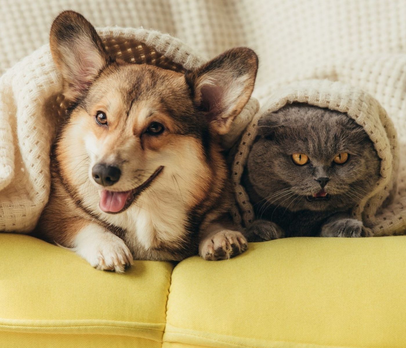 A corgi dog and a gray cat peeking out from under a cozy cream-colored blanket on a yellow couch.
