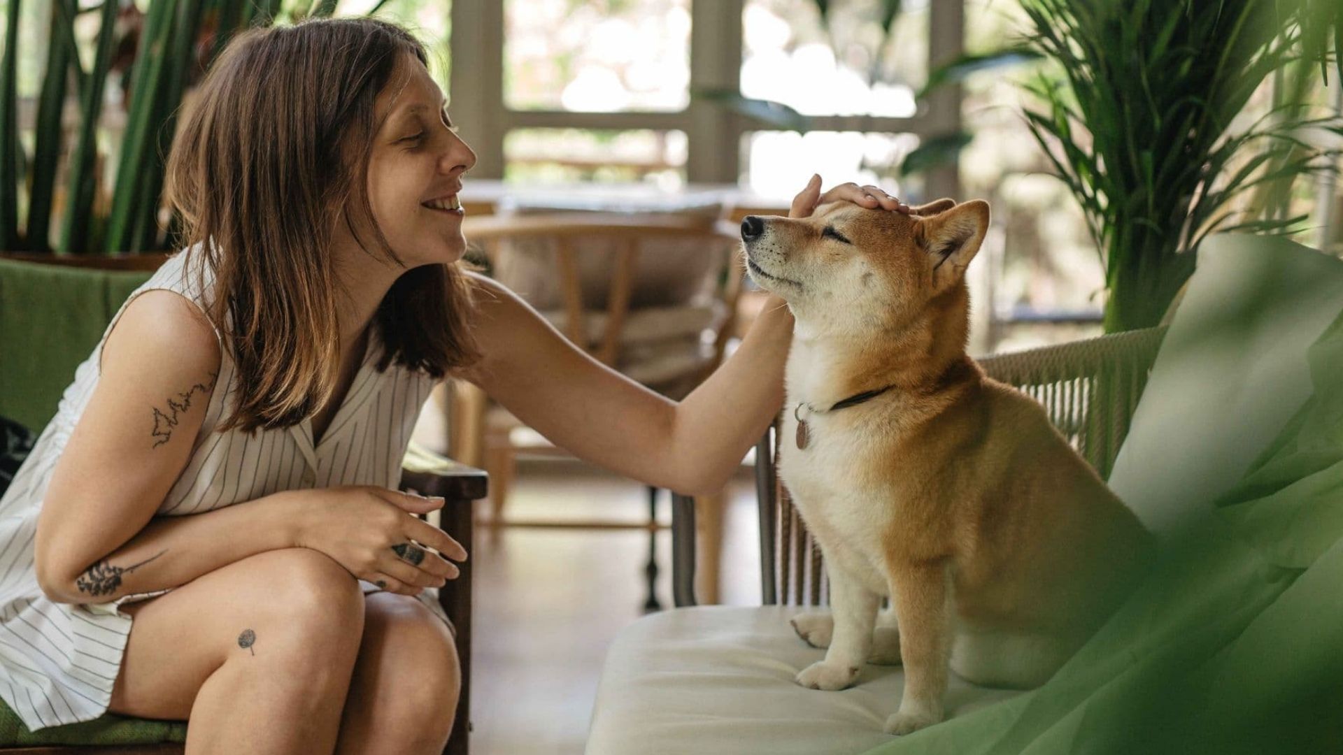 A person is petting a Shiba Inu dog while sitting on a couch.