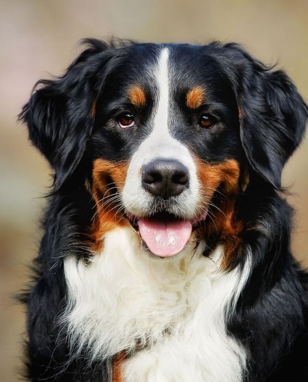 A close-up portrait of a Bernese Mountain Dog with its tongue hanging out, showing its black, white, and tan markings.