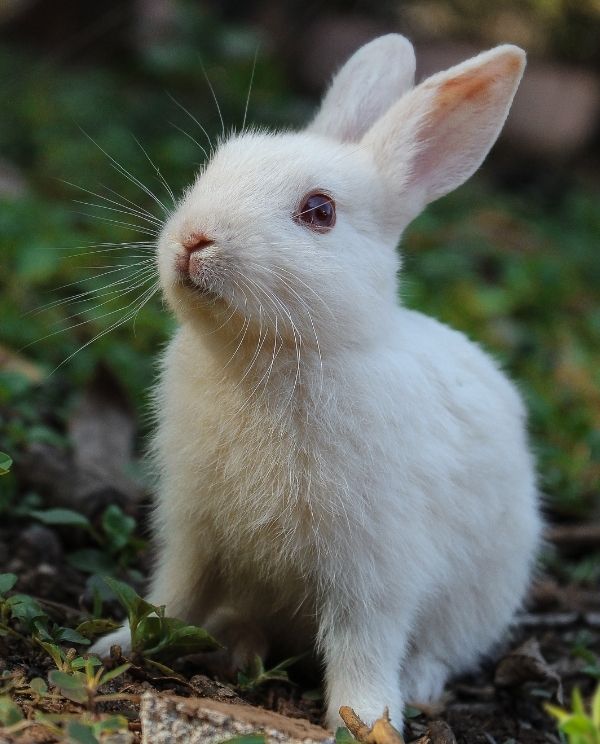 A fluffy white rabbit with pink ears sits alertly on the ground, surrounded by green foliage and dry soil.