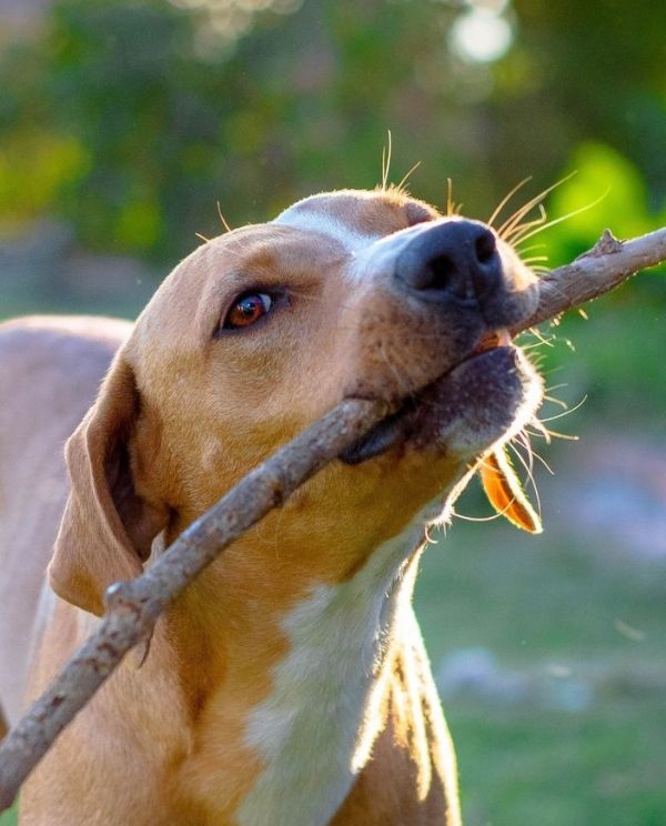 A tan dog with a white chest and tail tip carries a stick in its mouth in a grassy yard.