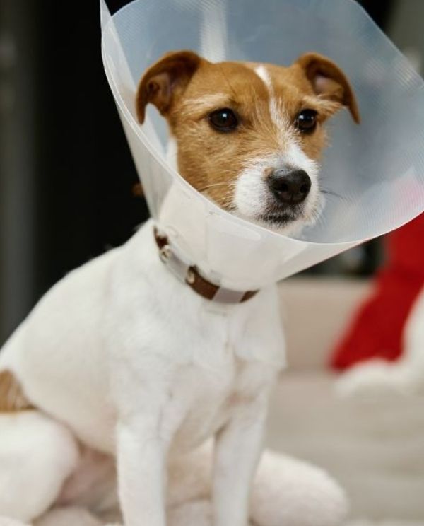 A small white and brown dog wearing a clear plastic cone around its neck sits on a blanket.