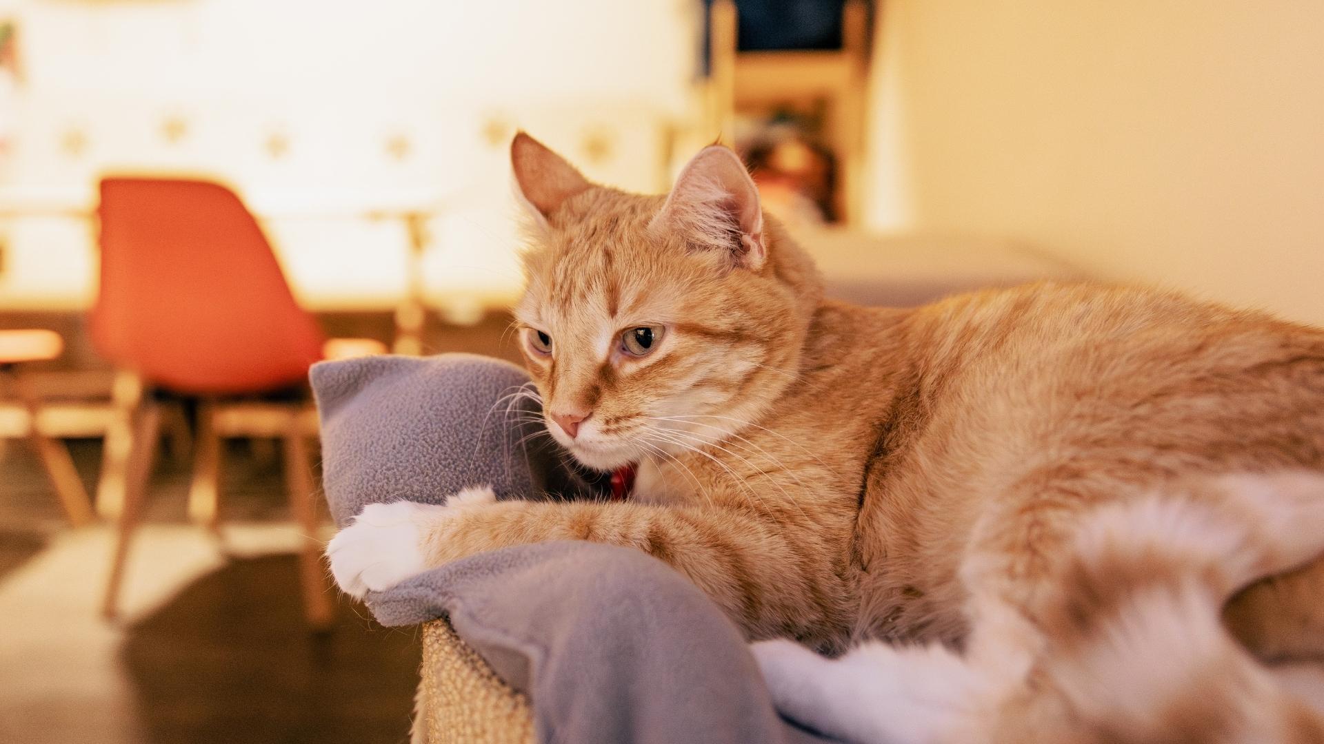 An orange tabby cat rests on a grey blanket in front of blurred orange chairs.
