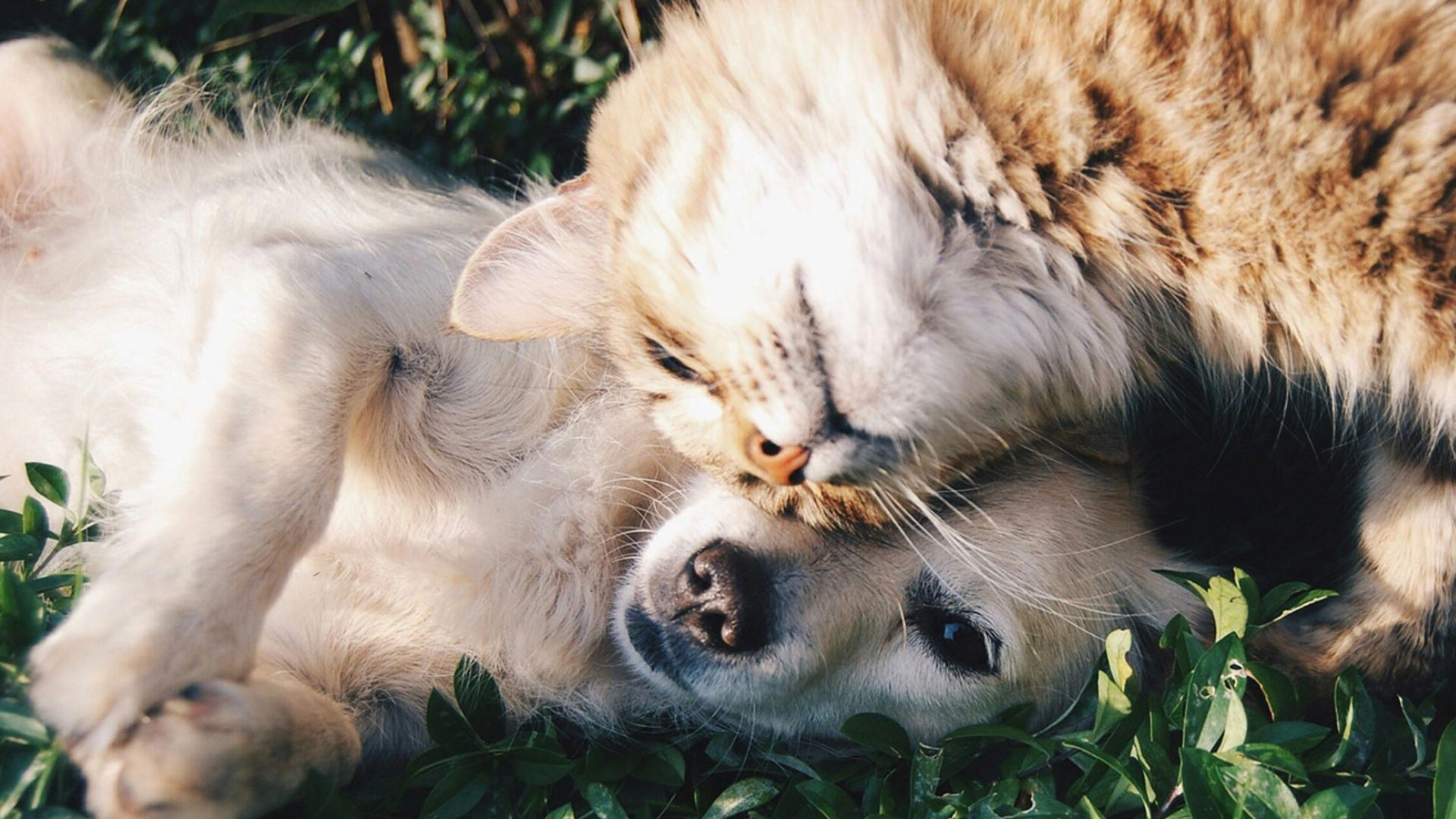 A fluffy cat rests its head on a dog's back as they lie in green grass.