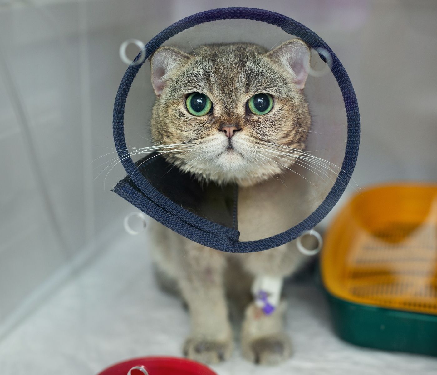 A cat wearing a clear Elizabethan collar and an IV drip in its leg sits in a cage with a yellow and green carrier in the background.