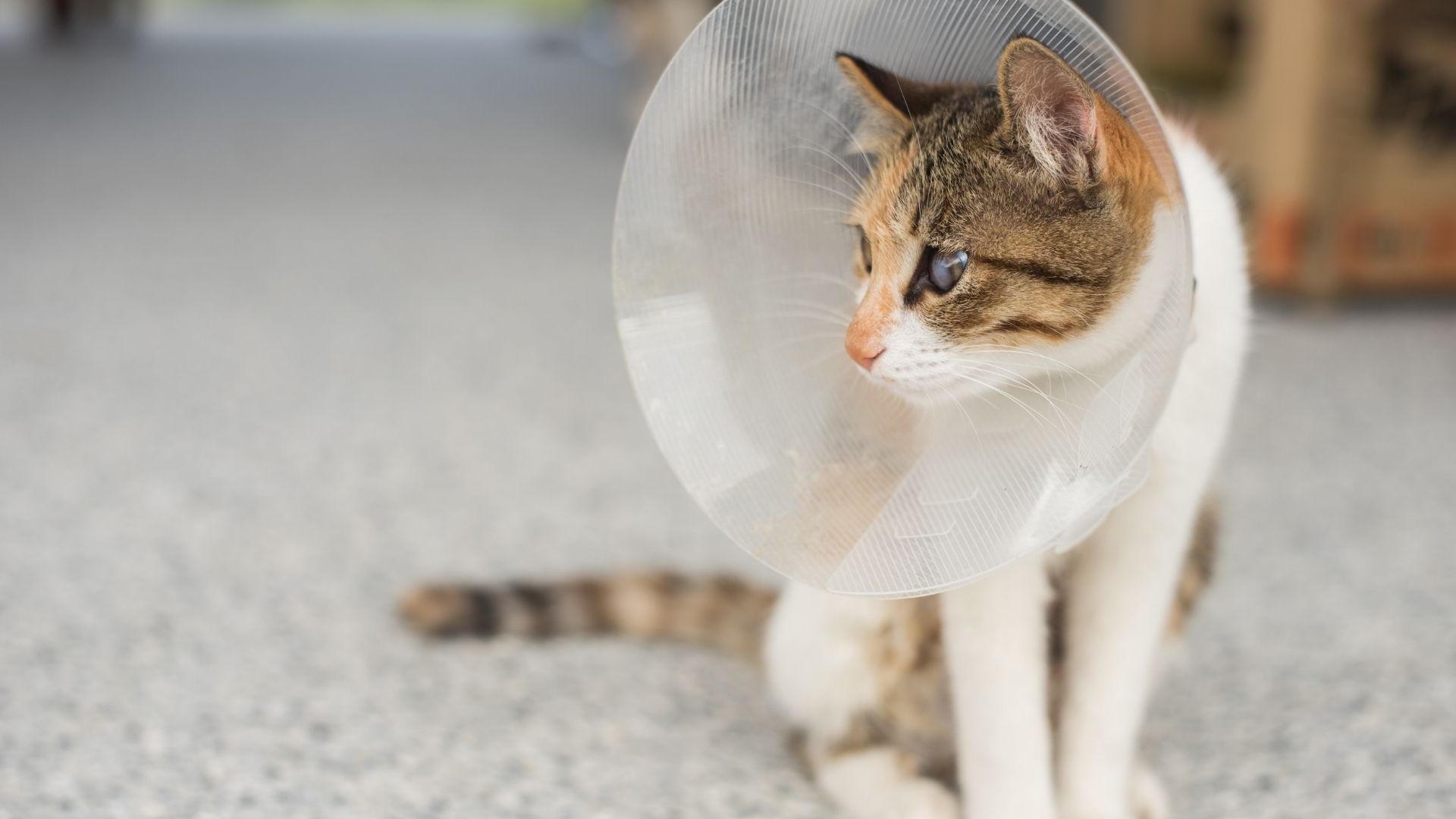 A calico cat wearing a clear plastic Elizabethan collar sits on a speckled gray surface, looking to the right.