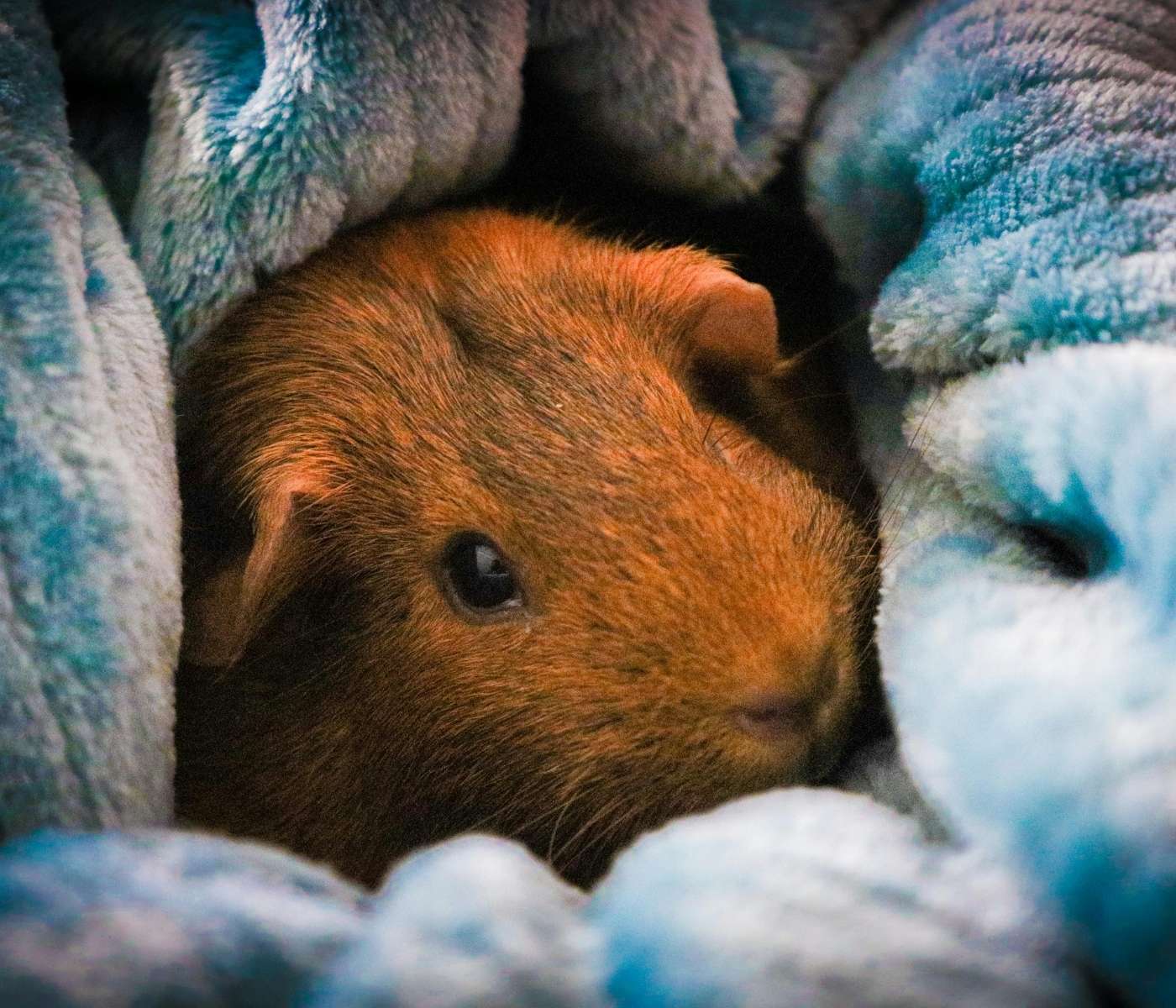 A close-up of a brown guinea pig nestled in soft blue blankets.