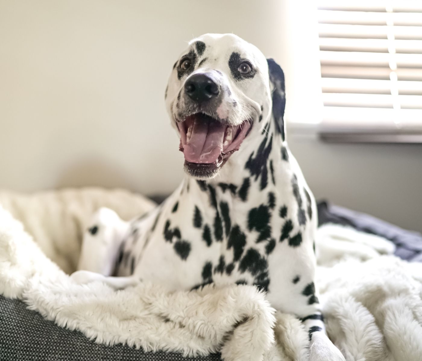 A Dalmatian dog with black spots rests on a soft, fluffy white blanket in a dog bed. The dog is panting with its mouth open and tongue visible.