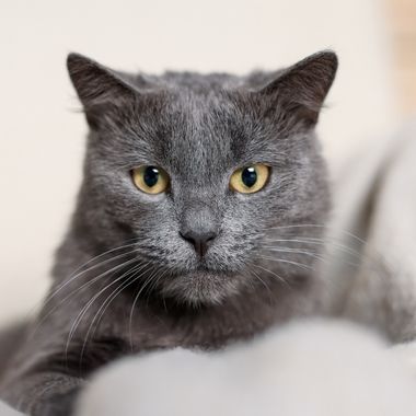 A close-up portrait of a grey cat with bright yellow eyes, looking directly at the camera.