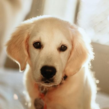 A close-up of a light-colored puppy with floppy ears, looking directly at the camera. Another puppy is blurred in the background.
