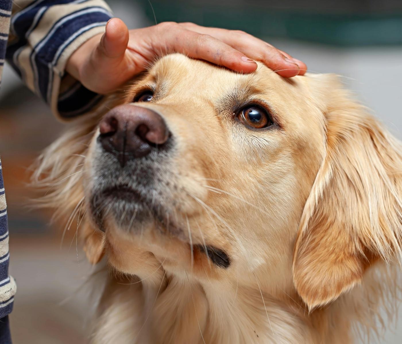 A hand pets the head of a golden retriever dog.