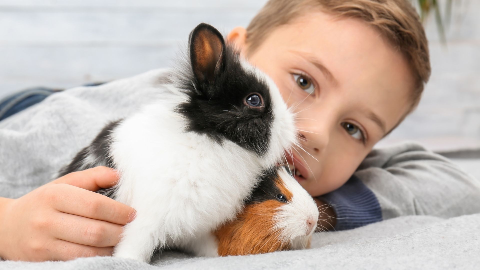 A close-up of a child lying down with a black and white rabbit and a brown and white guinea pig nestled against their cheek.