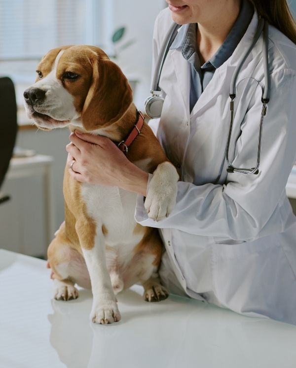 A veterinarian in a white coat gently holds a beagle dog, with a stethoscope around her neck, on an examination table.