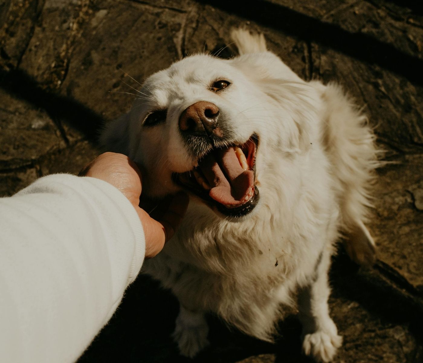 A person pets a happy white dog with its mouth open and tongue out.