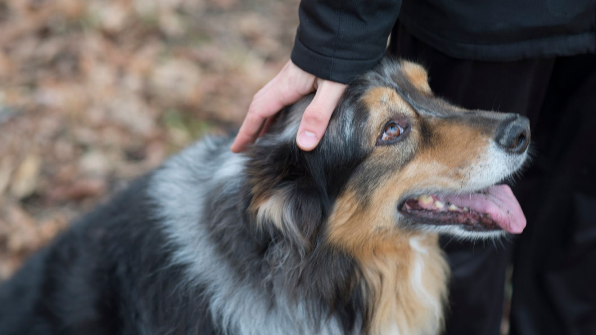 A person's hand gently pets a dog with brown, black, and white fur. The dog has its mouth open and tongue hanging out, looking up and to the right.