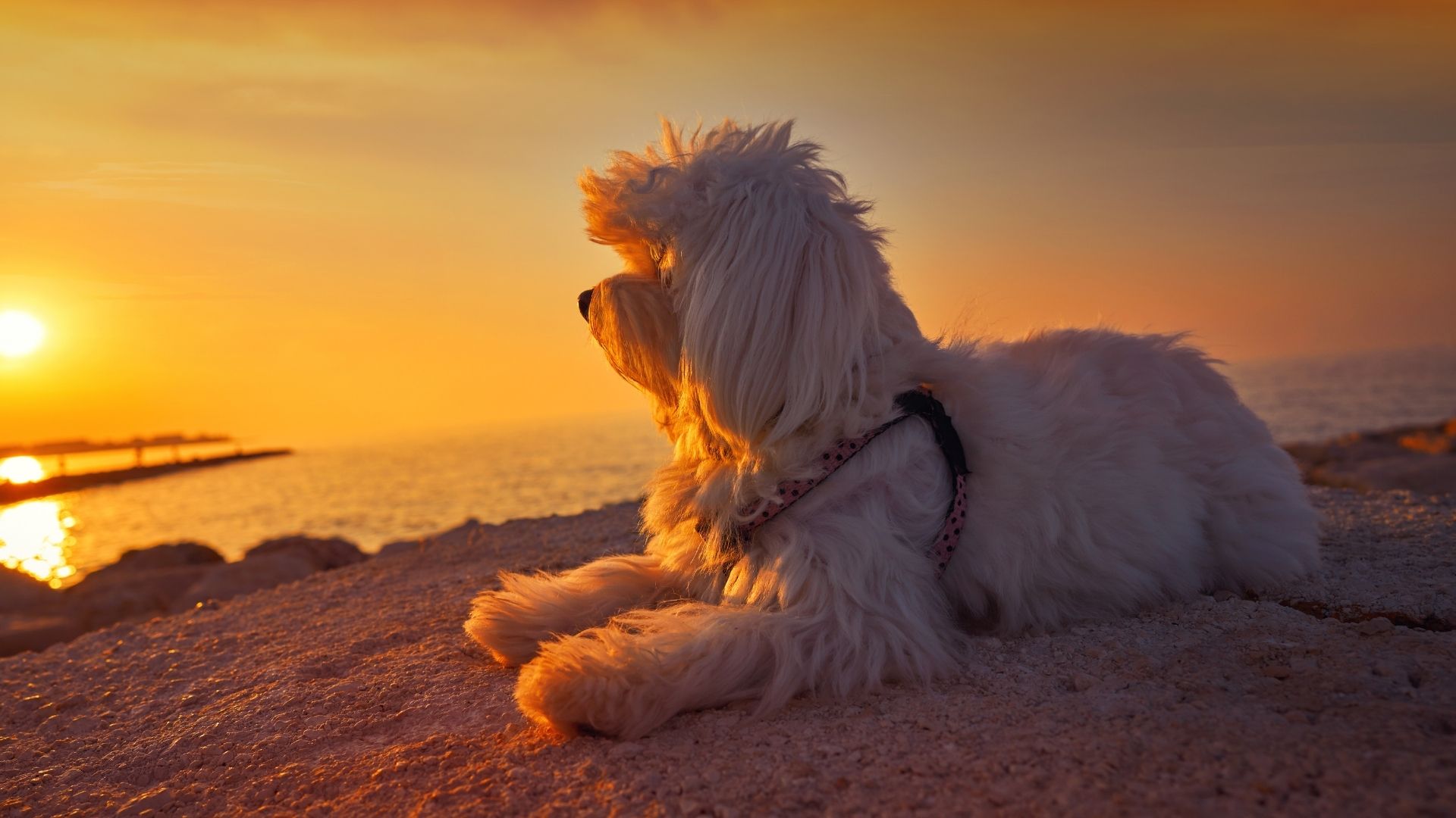 A fluffy white dog with a pink-dotted collar lies on a rocky shore watching the sunset over the ocean.