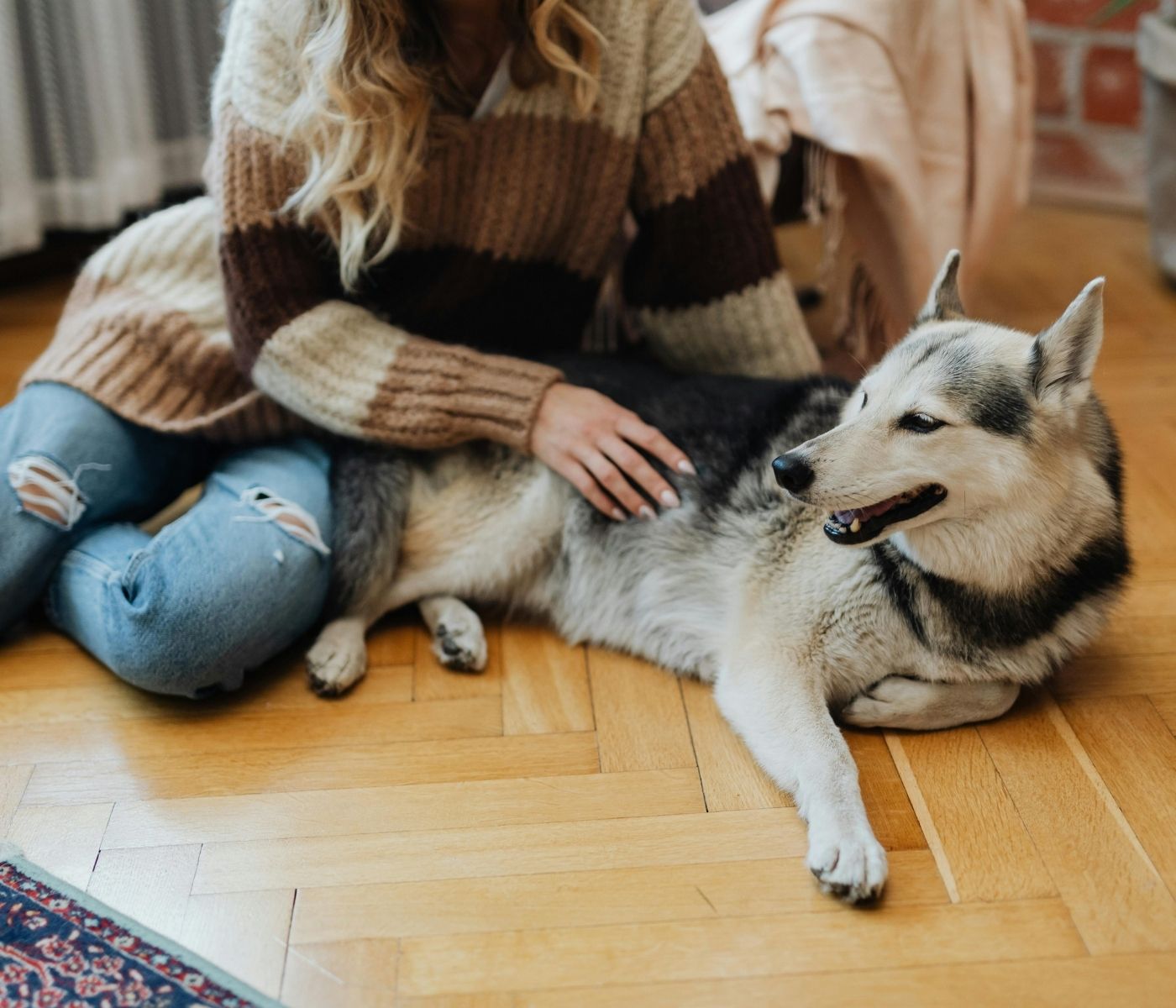 A person wearing a striped sweater and ripped jeans pets a husky lying on a wooden floor.