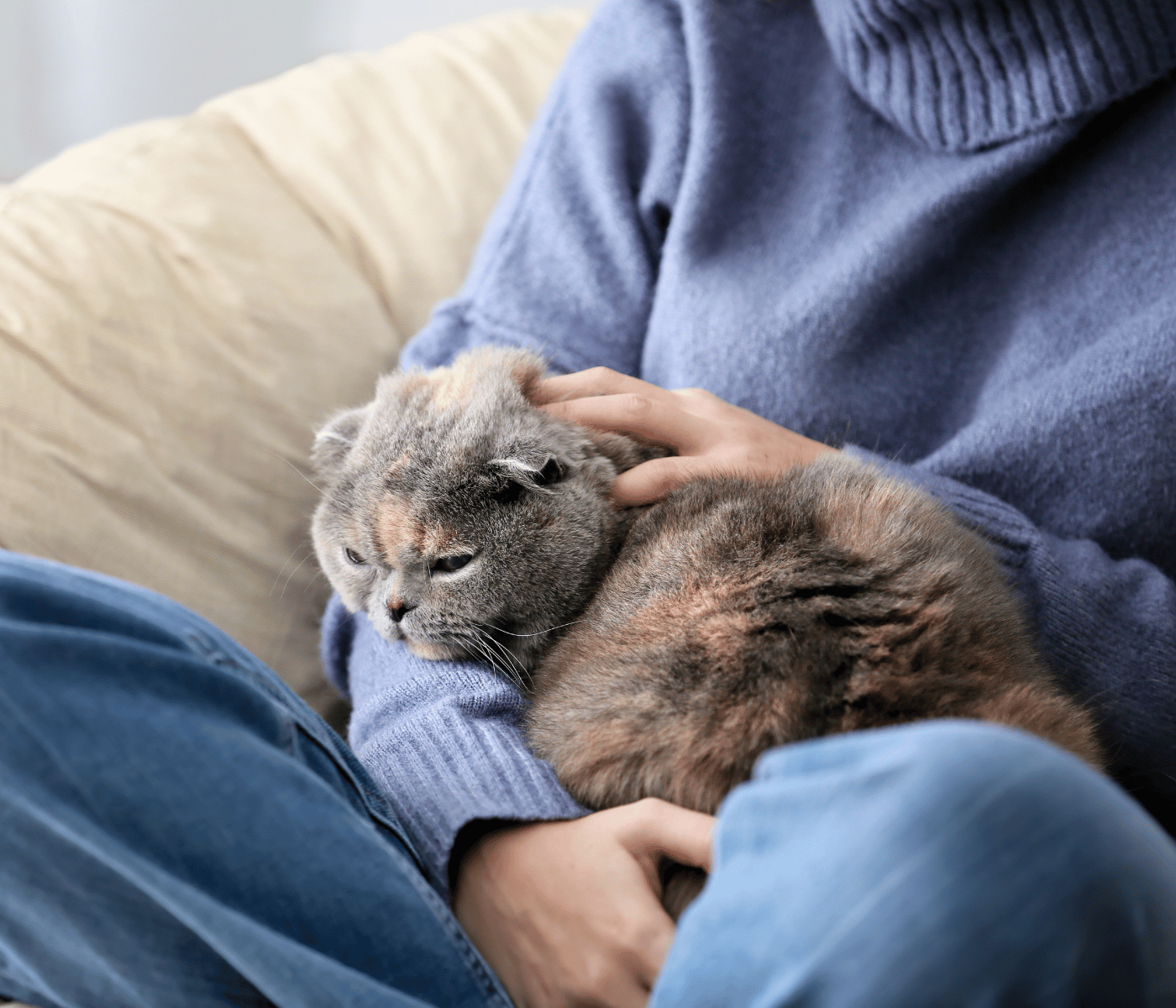 senior cat sitting in a persons lap